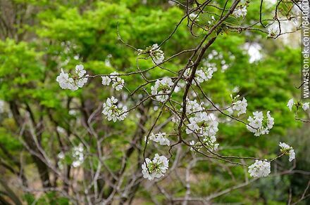 Spring in the Japanese Garden. Cherry tree - Department of Montevideo - URUGUAY. Photo #84000