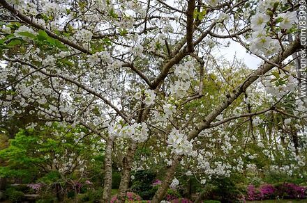 Spring in the Japanese Garden. Cherry tree - Department of Montevideo - URUGUAY. Photo #83999