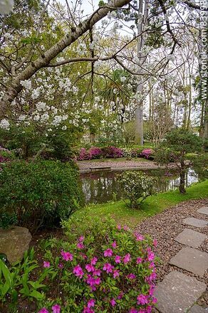 Primavera en el Jardín Japonés. Cerezo - Departamento de Montevideo - URUGUAY. Foto No. 83998