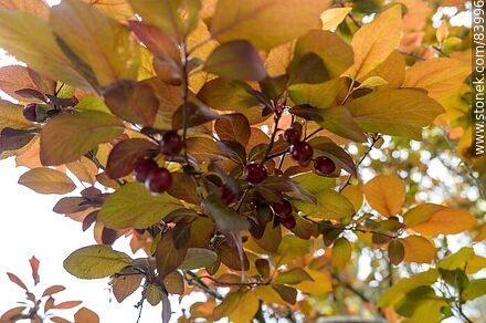 Spring in the Japanese Garden. Myrobolan plum tree - Department of Montevideo - URUGUAY. Photo #83996