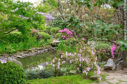 Primavera en el Jardín Japonés. Azaleas - Departamento de Montevideo - URUGUAY. Foto No. 83994