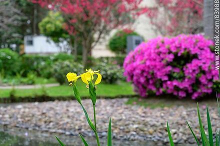 Primavera en el Jardín Japonés. Lirio amarillo y azalea - Departamento de Montevideo - URUGUAY. Foto No. 83988