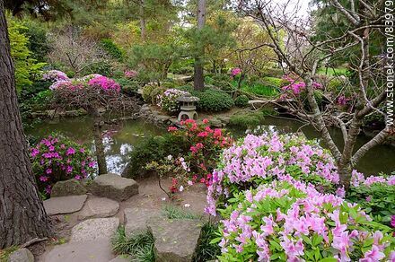 Primavera en el Jardín Japonés. Azaleas en flor frente al estanque - Departamento de Montevideo - URUGUAY. Foto No. 83979