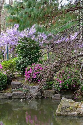 Spring in the Japanese Garden - Department of Montevideo - URUGUAY. Photo #83975