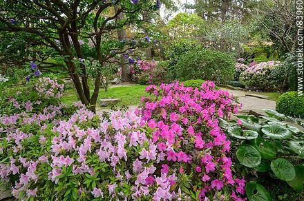 Spring in the Japanese Garden. Azaleas in bloom - Department of Montevideo - URUGUAY. Photo #83960