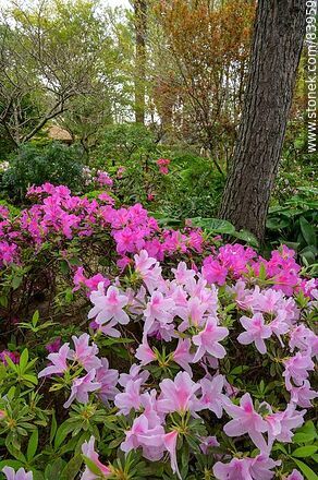 Spring in the Japanese Garden. Azaleas in bloom - Department of Montevideo - URUGUAY. Photo #83959