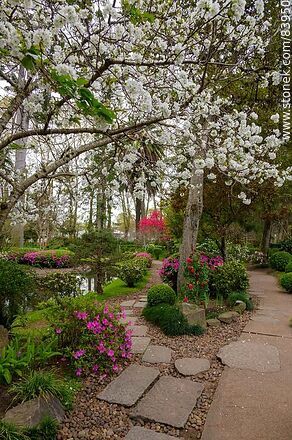 Spring in the Japanese Garden. Cherry blossom - Department of Montevideo - URUGUAY. Photo #83950