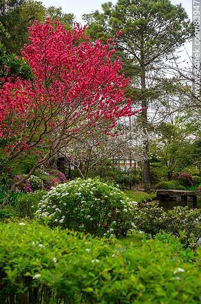 Spring in the Japanese Garden - Department of Montevideo - URUGUAY. Photo #83947