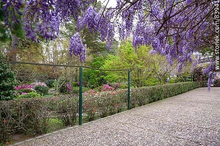 Primavera en el Jardín Japonés. Camino de glicinas - Departamento de Montevideo - URUGUAY. Foto No. 83941