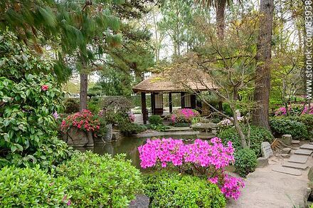 Primavera en el Jardín Japonés. azalea en flor y la casa de té - Departamento de Montevideo - URUGUAY. Foto No. 83938