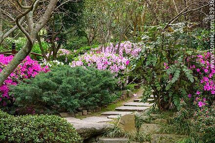 Spring in the Japanese Garden - Department of Montevideo - URUGUAY. Photo #83936