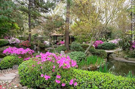 Primavera en el Jardín Japonés. azalea en flor y la casa de té - Departamento de Montevideo - URUGUAY. Foto No. 83935