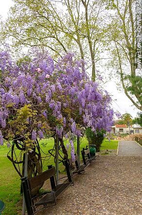 Primavera en el Jardín Japonés. Glicina en flor - Departamento de Montevideo - URUGUAY. Foto No. 83934