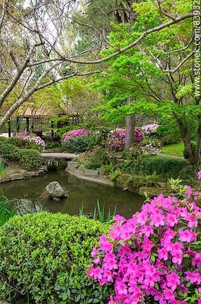 Primavera en el Jardín Japonés - Departamento de Montevideo - URUGUAY. Foto No. 83932