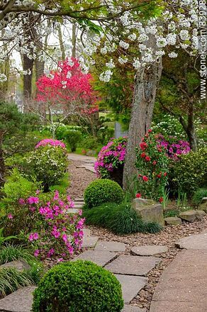 Spring in the Japanese Garden - Department of Montevideo - URUGUAY. Photo #83928