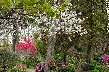 Primavera en el Jardín Japonés. Cerezo en flor - Departamento de Montevideo - URUGUAY. Foto No. 83927