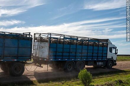 Truck transporting sheep - Department of Rivera - URUGUAY. Photo #84017