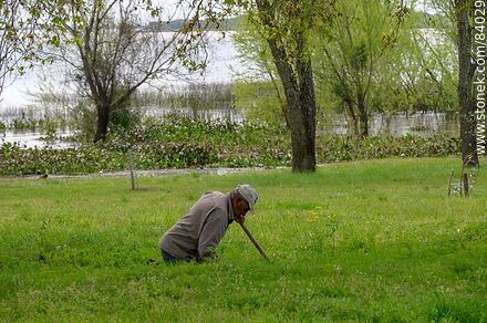 Anciano escarbando en la tierra - Departamento de Río Negro - URUGUAY. Foto No. 84029