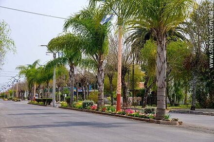 Palm trees and flowerbeds on Artigas Blvd. - Rio Negro - URUGUAY. Photo #84382