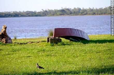 Parque frente a la costa del río Uruguay. Tero y una lancha - Departamento de Salto - URUGUAY. Foto No. 84404