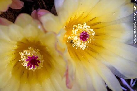 Yellow-flowered prickly pear - Flora - MORE IMAGES. Photo #84915