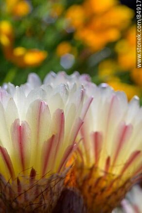 Tuna de flor amarilla - Flora - IMÁGENES VARIAS. Foto No. 84917