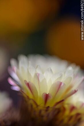Tuna de flor amarilla - Flora - IMÁGENES VARIAS. Foto No. 84921
