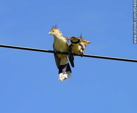 Pirincho - Fauna - IMÁGENES VARIAS. Foto No. 85480