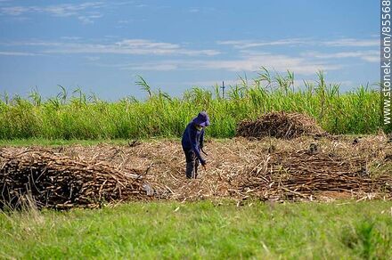 Cañero (también llamados peludos) cortando caña de azúcar - Departamento de Artigas - URUGUAY. Foto No. 85568