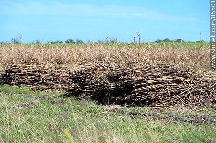 Caña de azúcar cosechada - Departamento de Artigas - URUGUAY. Foto No. 85501