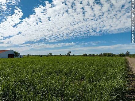 Vista aérea de plantaciones de caña de azúcar - Departamento de Artigas - URUGUAY. Foto No. 85489
