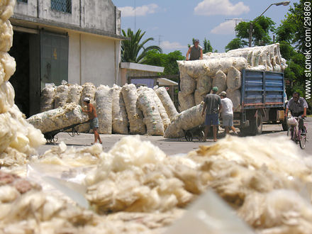 Wool - Flores - URUGUAY. Foto No. 29860