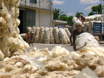Wool - Flores - URUGUAY. Photo #29859