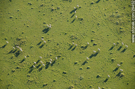 Rebaño de ovejas en el campo. - Departamento de Rocha - URUGUAY. Foto No. 29452