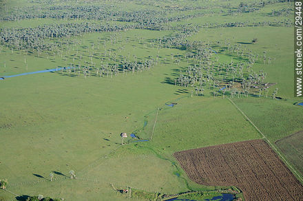 Palm grove - Department of Rocha - URUGUAY. Foto No. 29448