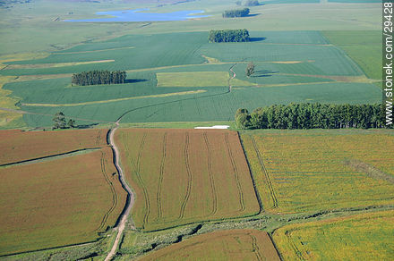 Plantíos en Rocha - Departamento de Rocha - URUGUAY. Foto No. 29428