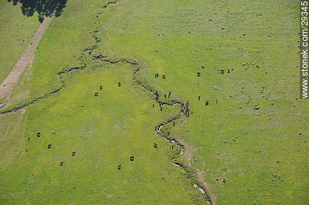 Cattle in the field. Aerial view. - Department of Rocha - URUGUAY. Photo #29345