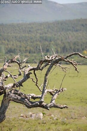 Dry tree -  - URUGUAY. Foto No. 29820