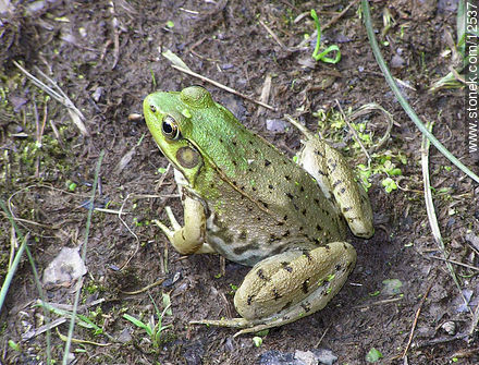 Frog - State of Pennsylvania - USA-CANADA. Foto No. 12537