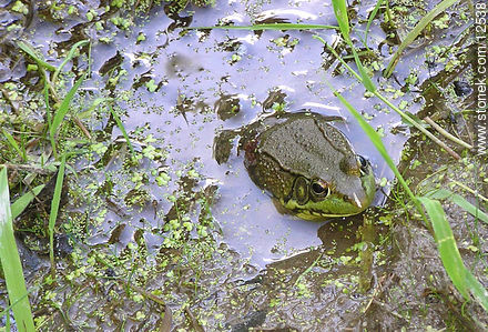 Frog - State of Pennsylvania - USA-CANADA. Foto No. 12538