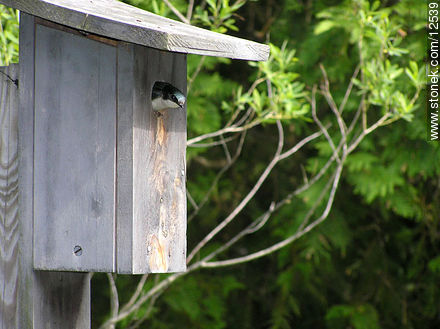 Golondrina - Estado de Pennsylvania - EE.UU.-CANADÁ. Foto No. 12539