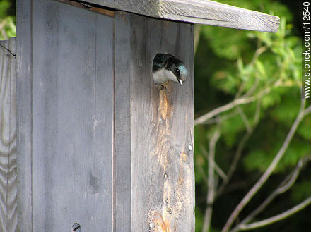 Swallow - State of Pennsylvania - USA-CANADA. Foto No. 12540