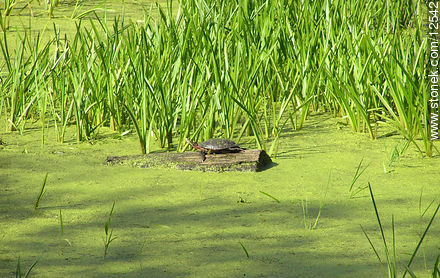 Tortuga flotando en un tronco - Estado de Pennsylvania - EE.UU.-CANADÁ. Foto No. 12542
