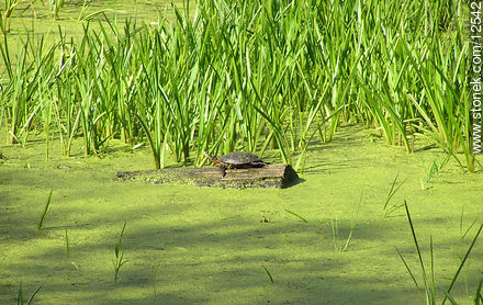 Tourtle on a floating trunk - State of Pennsylvania - USA-CANADA. Foto No. 12542