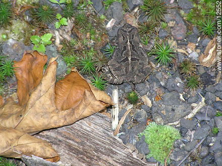 Frog - Fauna - MORE IMAGES. Photo #12552