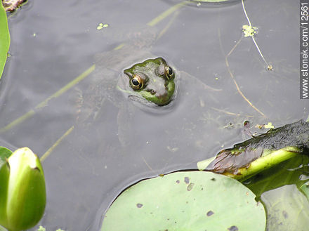 Frog - Fauna - MORE IMAGES. Photo #12561