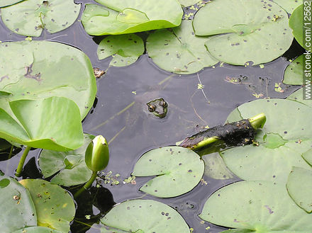 Rana asomando entre los lotos - Estado de Nueva Jersey - EE.UU.-CANADÁ. Foto No. 12562