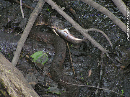 Snake wolfing an entire fish down - Fauna - MORE IMAGES. Photo #12580