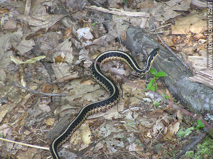 Snake - Fauna - MORE IMAGES. Photo #12591