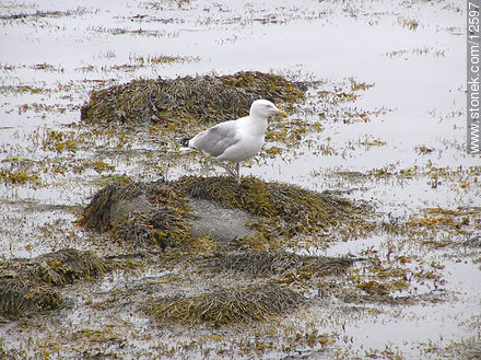 Seagull - connecticut - USA-CANADA. Foto No. 12597